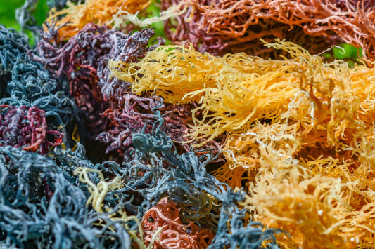 Rainbow sea moss High Res